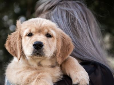 5 ting, som du SKAL vide, inden du køber en hund